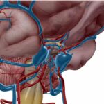 Pituitary Gland