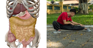 anatomy