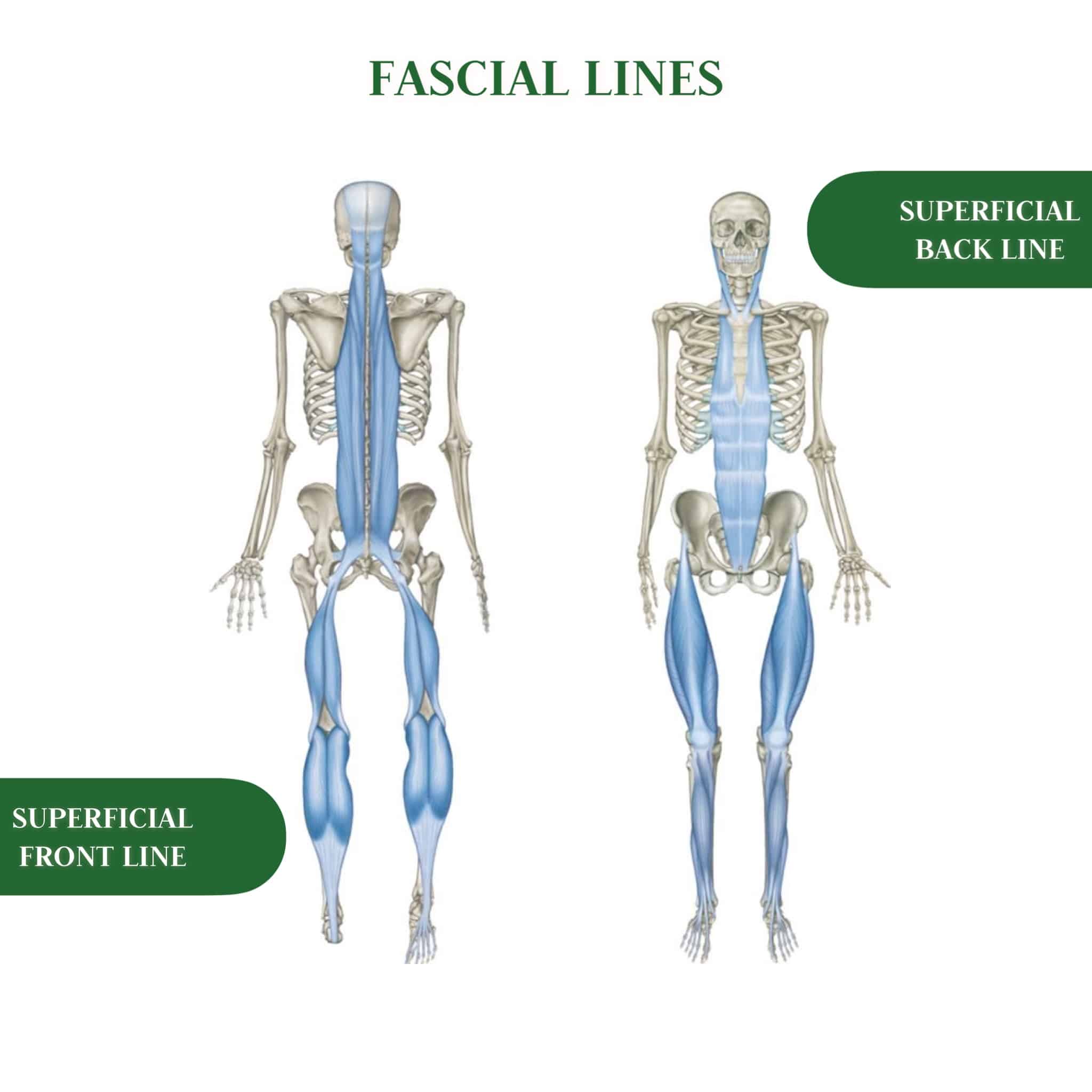 Fascial Lines - Superficial Lines